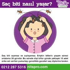 Lice Treatment Panosundaki Pin