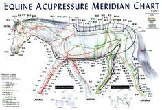 113 Best Equine Pressure Points And Massage Images In 2019