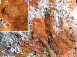 Image result for Gymnosporia oxycarpa