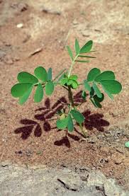 Image result for Senna obtusifolia