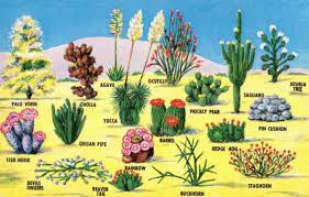 Desert Plants Named Aridzones Clusterexpo Expo2015 Arid Environments Are Extremely Diverse In Terms Of Their Land Forms So Desert Plants Plants Cool Plants