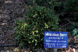 Image result for Synsepalum revolutum