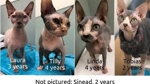 The hairless sphynx is an example of the cat breeds that come about accidentally. Sphnyx Cats From Troy Hoarding Situation Up For Adoption Wrgb