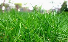 Rumput taman merupakan tanaman yang bisa membuat rumah. Jenis Rumput Pekarangan Rumah Kompasiana Com