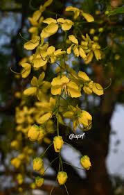 Image result for Haplocoelum