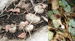 Image result for Ceropegia breviflora