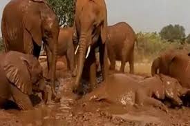 So cute your head will explode into candy. Viral Video Elephants Enjoy Pool Party Have Fun Bathing Playing In Mud Watch Adorable Video