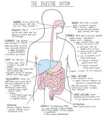 Stomach System Diagram Koibana Info