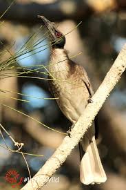Australia Has Some Weird Animals Weird Animals Weird Birds Animals
