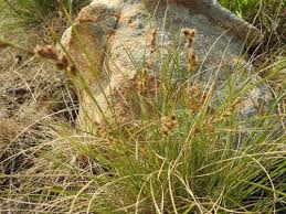 Image result for Coleochloa