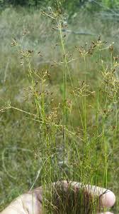 Image result for Rhynchospora brevirostris