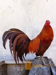 Istana malacañang, secara resmi istana malacañan adalah kediaman resmi, namun bukan kediaman langsung, dan tempat kerja utama presiden philipina. Ayam Filipin Philipina Asli Indukan Import Kab Kebumen Jualo