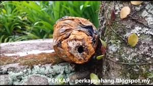 Haziman memeriksa sarang kelulut yang diternak di kawasan rumahnya di kampung jeram beserah. Perkap Sarang Kelulut Menggunakan Botol Terpakai By Dzoul Ezy