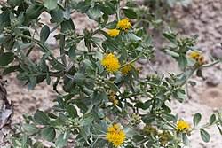 Image result for Calostephane