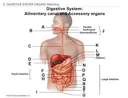 Anatomy And Physiology Chapter 14 Digestive System Organs Matching Diagram Quizlet