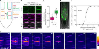 Vacuoles also help in maintaining osmotic pressure inside the cell. Mechanistic Framework For Cell Intrinsic Re Establishment Of Pin2 Polarity After Cell Division Nature Plants
