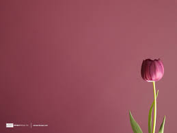 Tulip Wallpaper Tulip Desktop Background Hd Background Wallpaper Flower Wallpaper Tulips Images Tulips Flowers