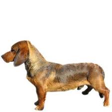 Image result for alpský brakýř jezevčíkovitý