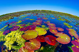 Localizarecomplexul delta paradis este situat pe canalul dunavat 1 la o distanta de aproximativ 15 min peena la lacul razim complexul delta paradis poate fi accesat. Intrebari Frecvente Calatorii In Delta Dunarii Excursii In Delta Dunarii Cu Ibis Tours