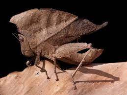 We did not find results for: Dead Leaf Grasshopper Camouflage Insect Animal Behavior Insects Camouflage