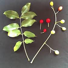 Image result for Ekebergia benguelensis