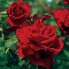 Mister Lincoln Hybrid Tea Rose Growing Roses Tea Roses Hybrid Tea Roses
