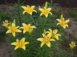A wide variety of lily bush options are available to you Pin On Flowers From My Gardens