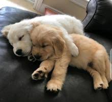 The table below allows you to quickly and easily find information on current and upcoming litters from our four colors of golden retriever puppies for sale. Puppies For Sale Golden Retriever Usa Washington