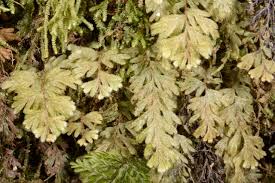 Image result for Hymenophyllum splendidum