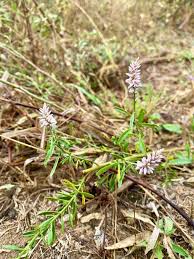 Image result for Cyathula orthacantha