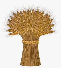 Wheat Png Cartoon Harvest Png Image Transparent Png Free Download On Seekpng Cereals spikelets with ears, sheaf and text organic grain. wheat png cartoon harvest png image