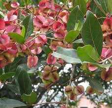 Image result for Combretum