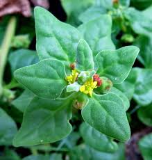 Image result for Tetragonia spicata