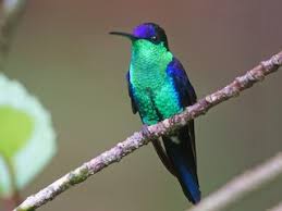 Image result for Landolphia cuneifolia