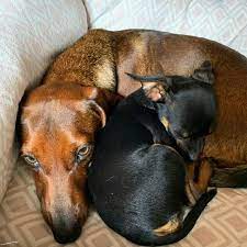 pin de jessamine david em caes caes gatos cao e gato