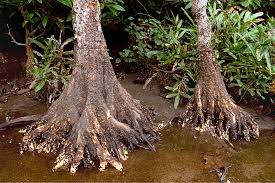 Image result for Bruguiera