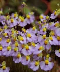 Image result for Utricularia appendiculata