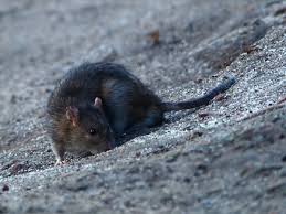 Looking for a way to get rid of rats once and for all? How To Get Rid Of Rats Without Poison A Humane No Kill Approach To Rat Control Dengarden Home And Garden