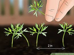 how to grow baby carrots 14 steps with pictures wikihow