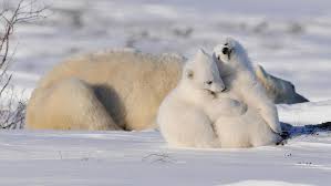 A baby polar bear which is about to leave the den is relatively more fluffy and is covered with short woolly fur than the one at birth. Mating Birthing Cubs And Emerging From Dens Polar Bears International