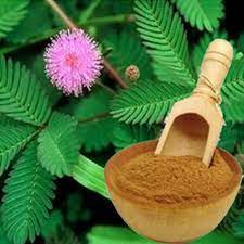 It's a dietary fiber that can dissolve in water. Bulk Pure Mimosa Pudica Powder Mimosa Hostilis Root Bark Powder With Best Price Buy Mimosa Hostilis Root Bark Mimosa Hostilis Root Bark Powder Mimosa Pudica Powder Product On Alibaba Com