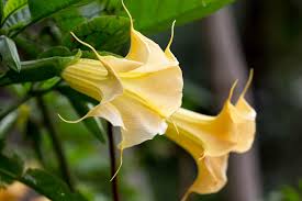 Image result for Brugmansia