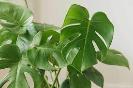 The genus is named from the latin word for monstrous or abnormal. How To Grow And Care For Monstera Deliciosa