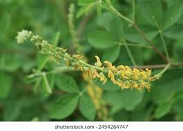 Image result for Crotalaria polysperma