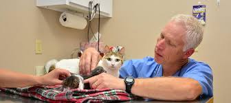 Kitten Vet Kitten Vaccinations Wellness Check Kitten Vet Near Me