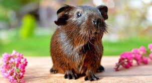 Best exotic cats for sale online with delivery services to any global destination in all legal states. Looking For A Starter Pet There S No Such Thing Peta