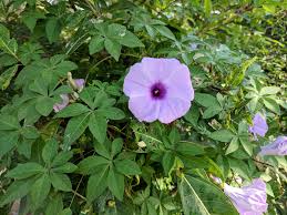 Image result for Ipomoea blepharophylla