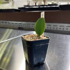 Image result for Eriospermum mackenii