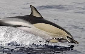Resultado de imagen de delfin comun oceanico