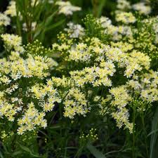 Image result for Solidago